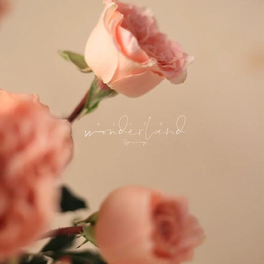 【柏拉图玫瑰】10支/份  长约60-65cm 商品图8