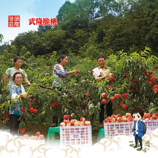【武隆脆桃】仙女山脚下的高山脆桃 商品图0