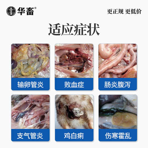 华畜30%阿莫西林可溶性粉 进口溶剂吸收更好 猪肉鸡肉鹅通用 商品图1