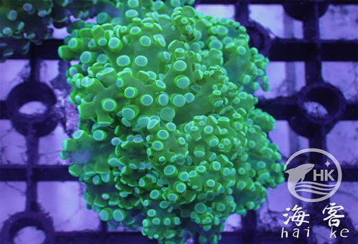 印尼人工分支双色蛙卵 商品图0