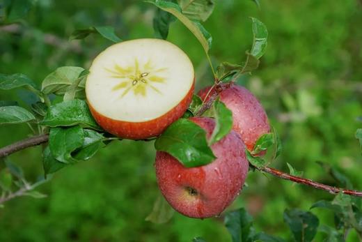 四川特产大凉山盐源红富士糖心苹果 商品图4