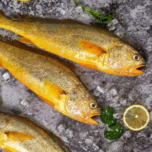 海中御宴Y3·一帆风顺深海三去大黄鱼（现货捕捞发货，具体发货时间以捕捞情况为准，介意慎拍） 商品图2