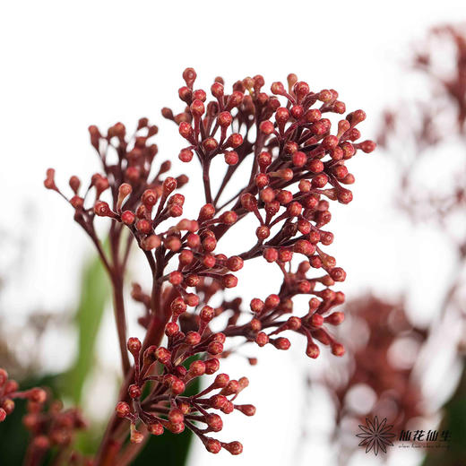 叶材 |  茵芋红色 商品图0