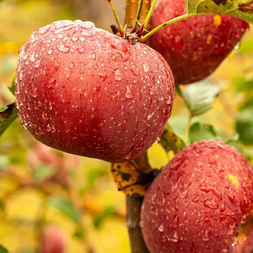 四川特产大凉山盐源红富士糖心苹果 商品图3