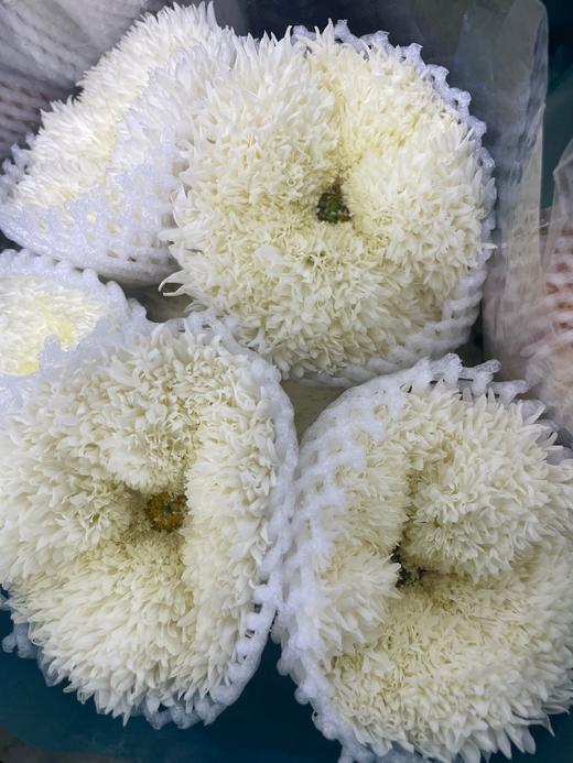 【面包菊】白色 约9-10支/扎 商品图3
