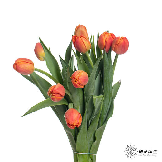 国产郁金香 | 香橙挞 商品图2