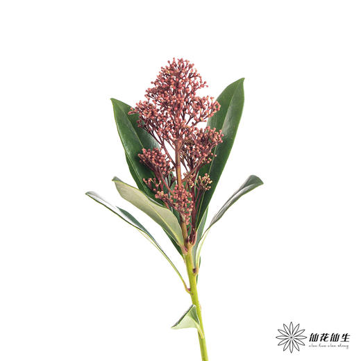 叶材 |  茵芋红色 商品图1