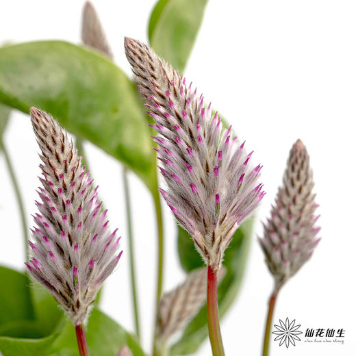 配花 ｜ 澳洲狐尾 商品图1