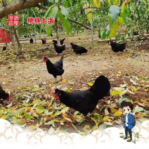 【桃林土蛋】火炉脆桃基地里的高蛋白 商品图4