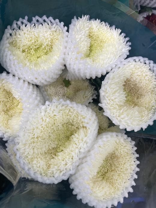 【面包菊】白色 约9-10支/扎 商品图4