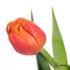 国产郁金香 | 香橙挞 商品缩略图3