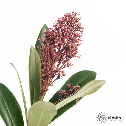 叶材 |  茵芋红色 商品图2