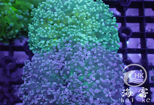 印尼人工分支双色蛙卵 商品图2