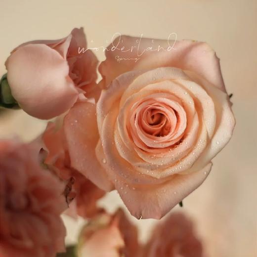 【柏拉图玫瑰】10支/份  长约60-65cm 商品图3