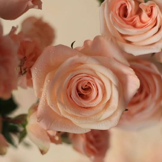 【柏拉图玫瑰】10支/份  长约60-65cm 商品图2