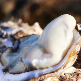 带防伪标·乳山牡蛎(生蚝) 口感甜鲜 细嫩爽滑