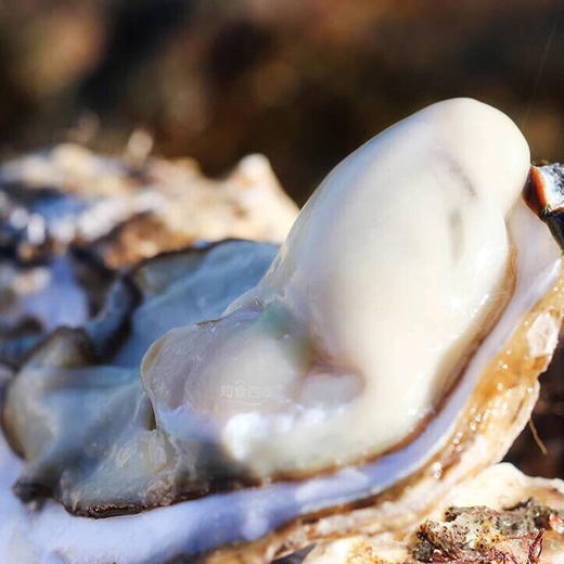 带防伪标·乳山牡蛎(生蚝) 口感甜鲜 细嫩爽滑 商品图0