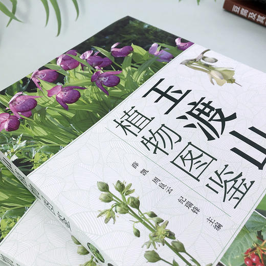 玉渡山植物 商品图2