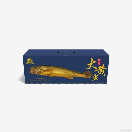 海中御宴Y6·福泰安康深海野化大黄鱼（现货捕捞发货，具体发货时间以捕捞情况为准，介意慎拍） 商品图1