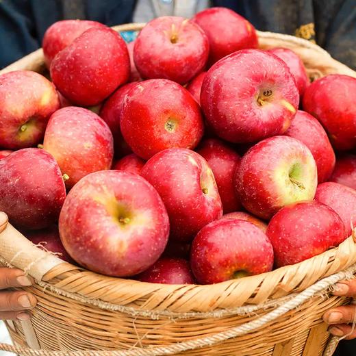 四川特产大凉山盐源红富士糖心苹果 商品图2