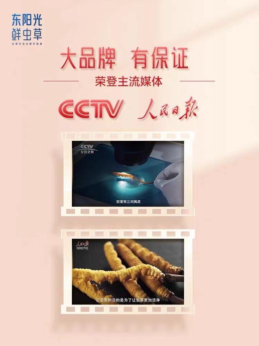 【上医养生滋补】东阳光冬虫夏草官方旗舰店正品冻干虫草10g补品干货礼盒装 商品图2