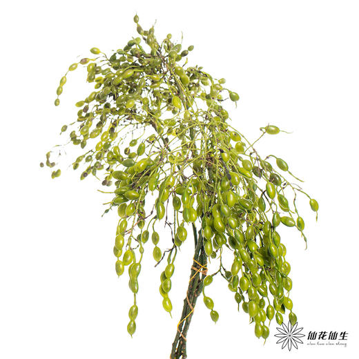 配果 | 玉翠 商品图4