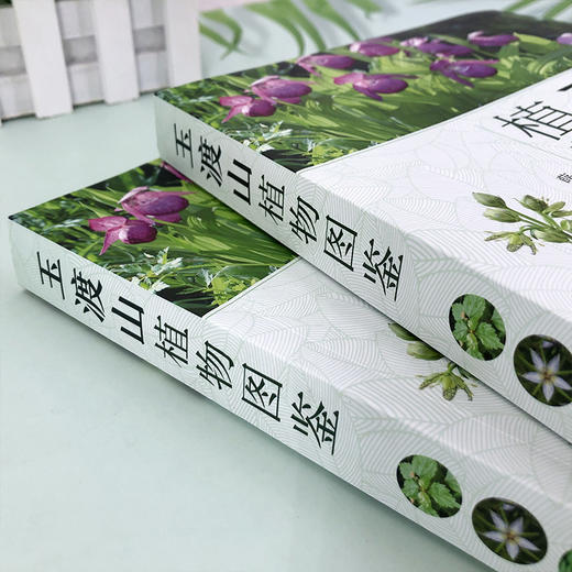 玉渡山植物 商品图3