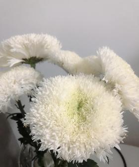 【面包菊】白色 约9-10支/扎