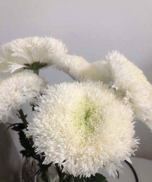 【面包菊】白色 约9-10支/扎 商品图0