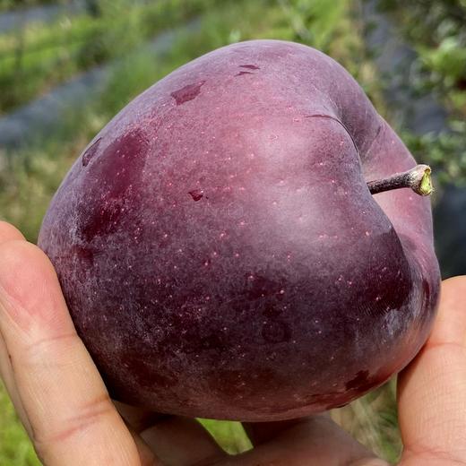 【云南昭通黑卡苹果】顺丰/京东到家 果肉粉面香甜 清甜可口 果香浓郁 当季罕见新鲜水果 现摘现发 3种规格任选 商品图1