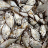 【野生油叶鱼】深海海捕，肉质嫩滑，鲜香好吃，个小剌多，野生好货 商品缩略图1