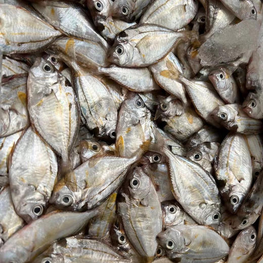 【野生油叶鱼】深海海捕，肉质嫩滑，鲜香好吃，个小剌多，野生好货 商品图1