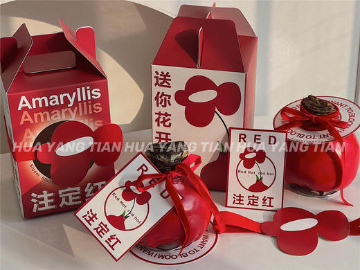 【送你花开 注定红】朱顶红 无土无水也开花 （可快递，默认顺丰到付） 商品图1