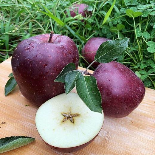 【云南昭通黑卡苹果】顺丰/京东到家 果肉粉面香甜 清甜可口 果香浓郁 当季罕见新鲜水果 现摘现发 3种规格任选 商品图3