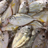 【野生油叶鱼】深海海捕，肉质嫩滑，鲜香好吃，个小剌多，野生好货 商品缩略图0
