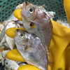 【野生油叶鱼】深海海捕，肉质嫩滑，鲜香好吃，个小剌多，野生好货 商品缩略图2