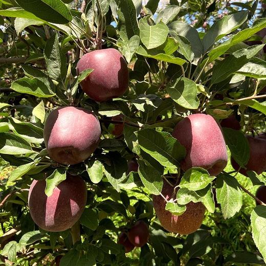 【云南昭通黑卡苹果】顺丰/京东到家 果肉粉面香甜 清甜可口 果香浓郁 当季罕见新鲜水果 现摘现发 3种规格任选 商品图7