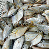 【野生油叶鱼】深海海捕，肉质嫩滑，鲜香好吃，个小剌多，野生好货 商品缩略图3