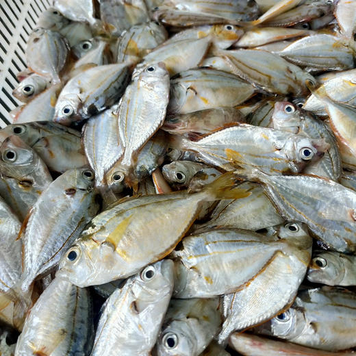 【野生油叶鱼】深海海捕，肉质嫩滑，鲜香好吃，个小剌多，野生好货 商品图3