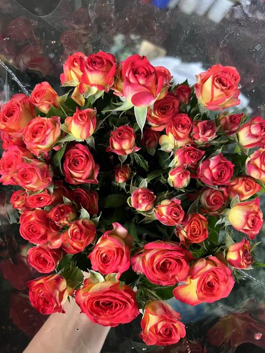 【市场多头】爱丽丝泡泡 9-10支/扎 商品图8