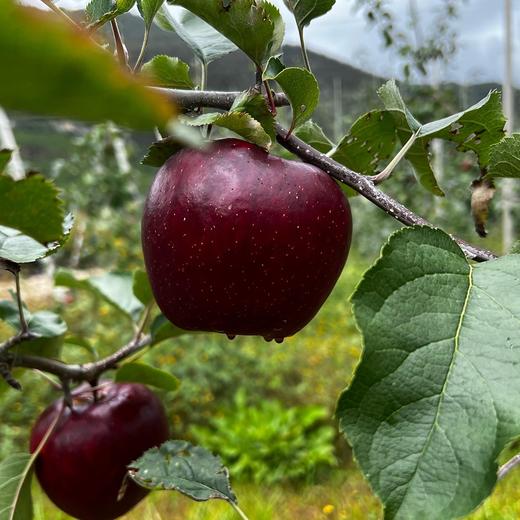 【云南昭通黑卡苹果】顺丰/京东到家 果肉粉面香甜 清甜可口 果香浓郁 当季罕见新鲜水果 现摘现发 3种规格任选 商品图6