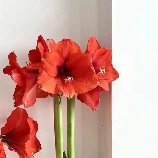 【送你花开 注定红】朱顶红 无土无水也开花 （可快递，默认顺丰到付） 商品图3