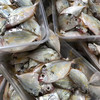 【野生油叶鱼】深海海捕，肉质嫩滑，鲜香好吃，个小剌多，野生好货 商品缩略图4