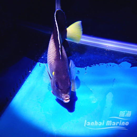 红海朱仙 商品图6