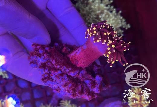 印尼人工金头黑火柴 商品图1