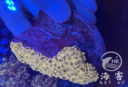 印尼人工山脉金猪腰 商品图0