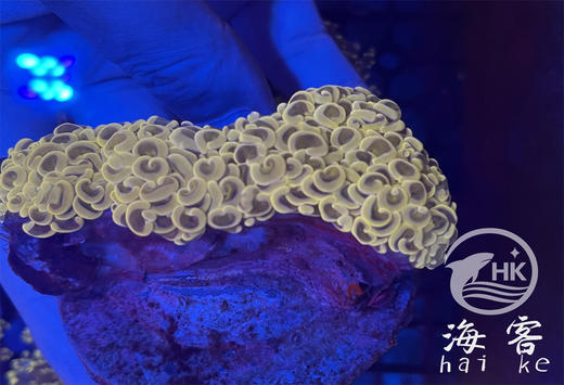 印尼人工山脉金猪腰 商品图1