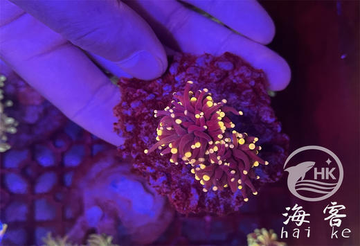 印尼人工金头黑火柴 商品图0