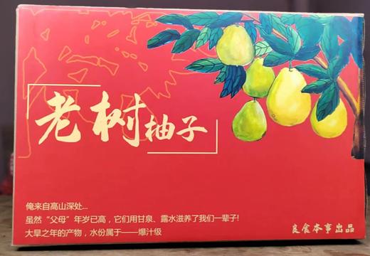 高山老树小柚子 3~5个约5斤 商品图3