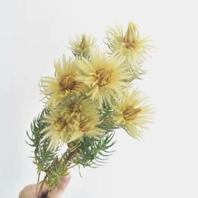 进口花-金鹅绒-5支